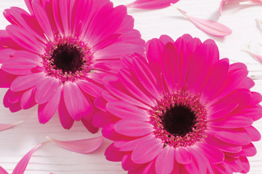 ניתוח אורוגניקולוגי