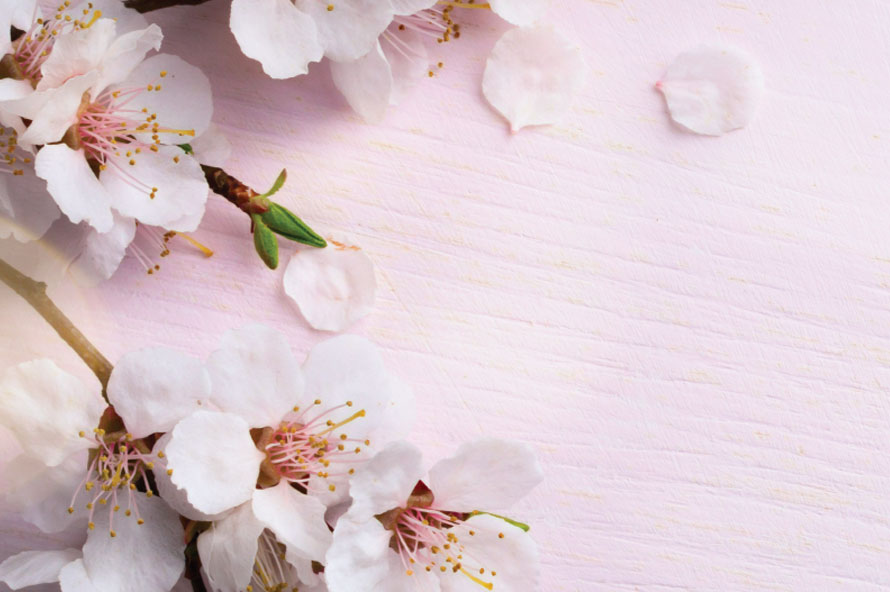 ניתוח הוצאת רחם