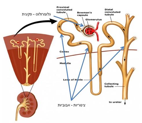 דיאליזה - תפקודי כליה